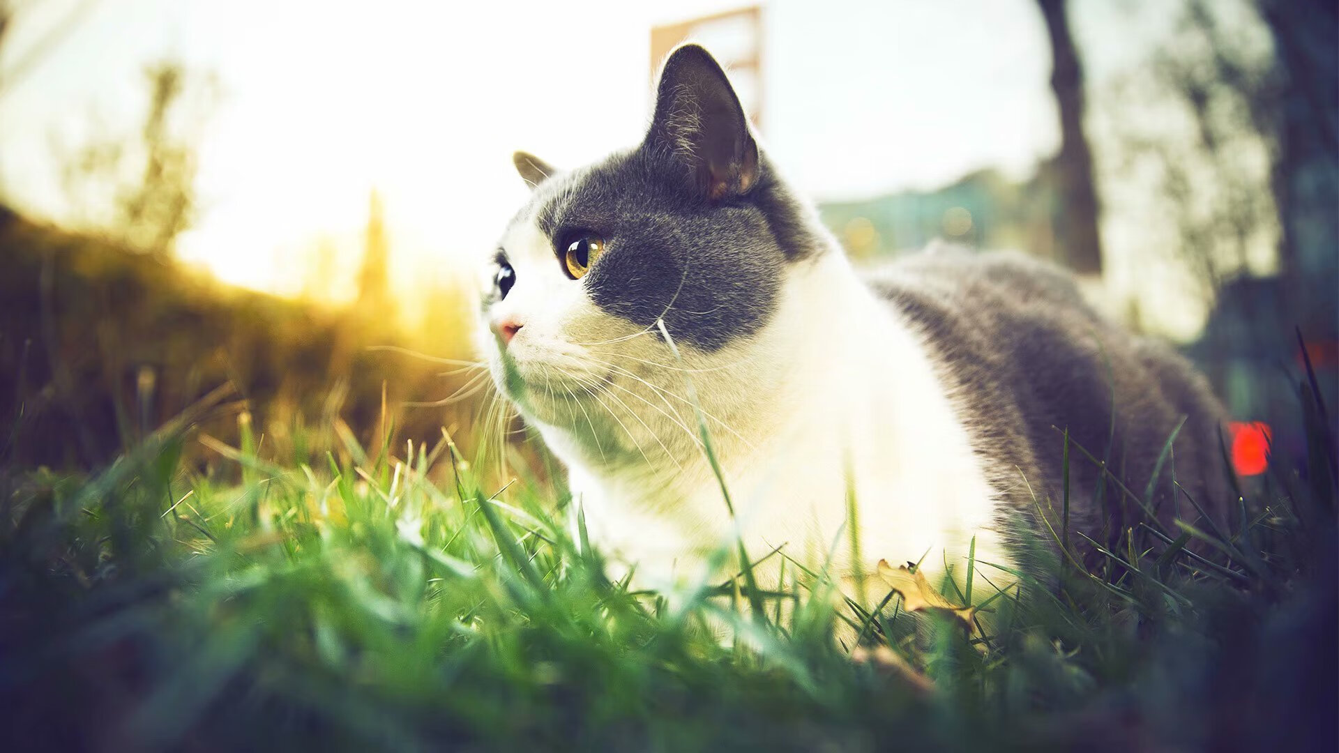 史诗重演：经典比赛的数字化重现